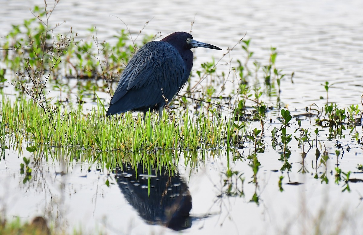 Little Blue Heron - ML646294174