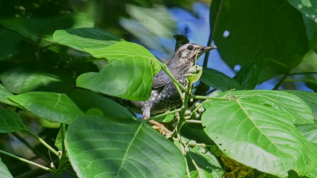 Siberian Thrush - ML646294177