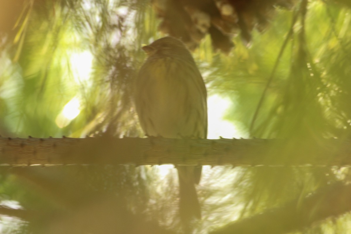 Txirriskila arrunta - ML646294178