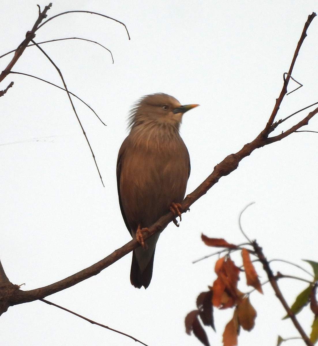 Chestnut-tailed Starling - ML646294183