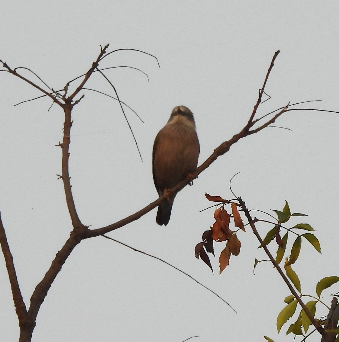 Chestnut-tailed Starling - ML646294184