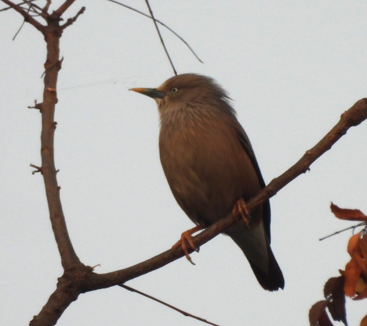 Chestnut-tailed Starling - ML646294185