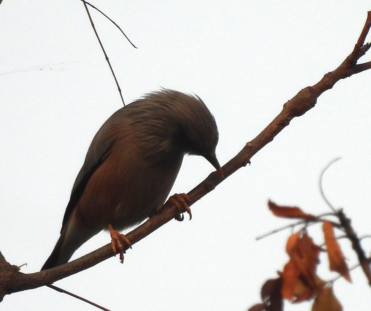 Chestnut-tailed Starling - ML646294186
