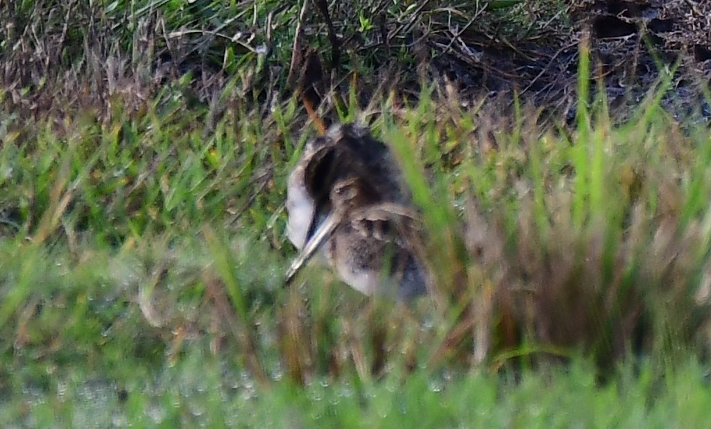 Wilson's Snipe - ML646294187