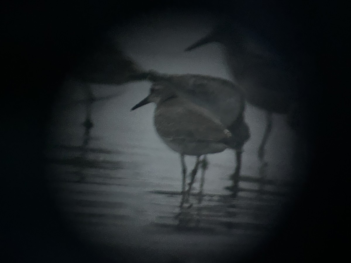 polarsnipe - ML646294188