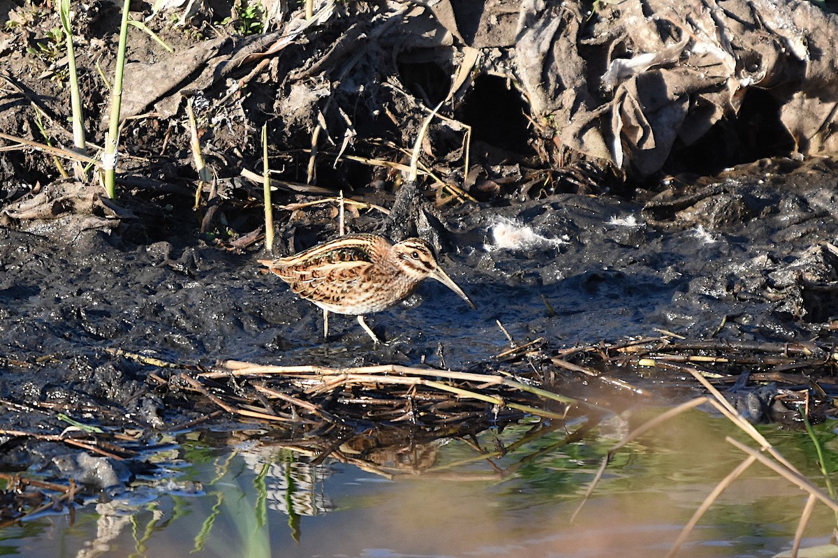Jack Snipe - ML646294190