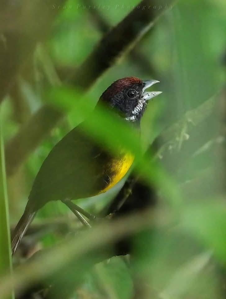 Sooty-faced Finch - ML646294199