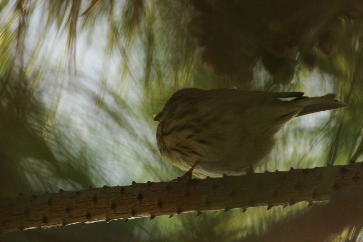 Txirriskila arrunta - ML646294200