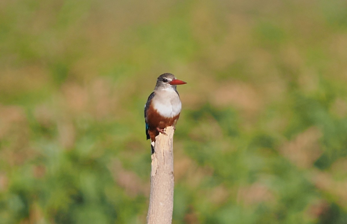 ledňáček šedohlavý - ML646294202