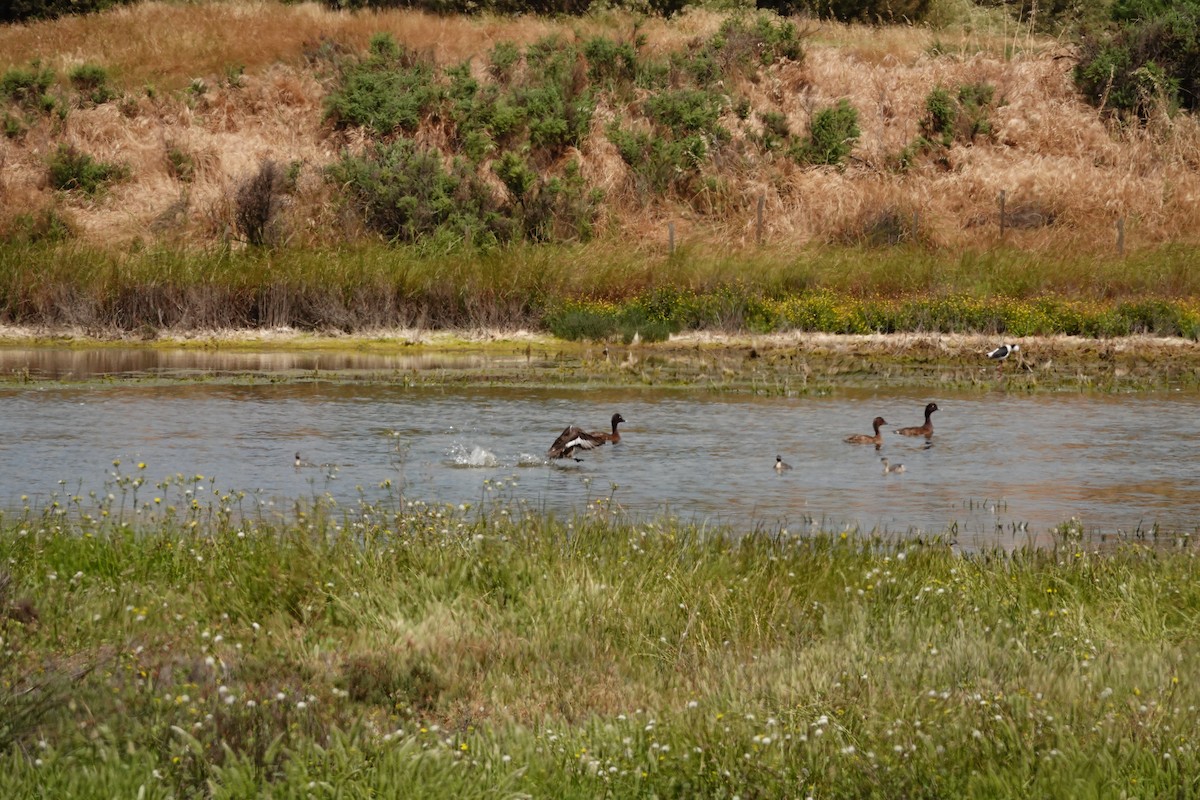 Hardhead - ML646294203