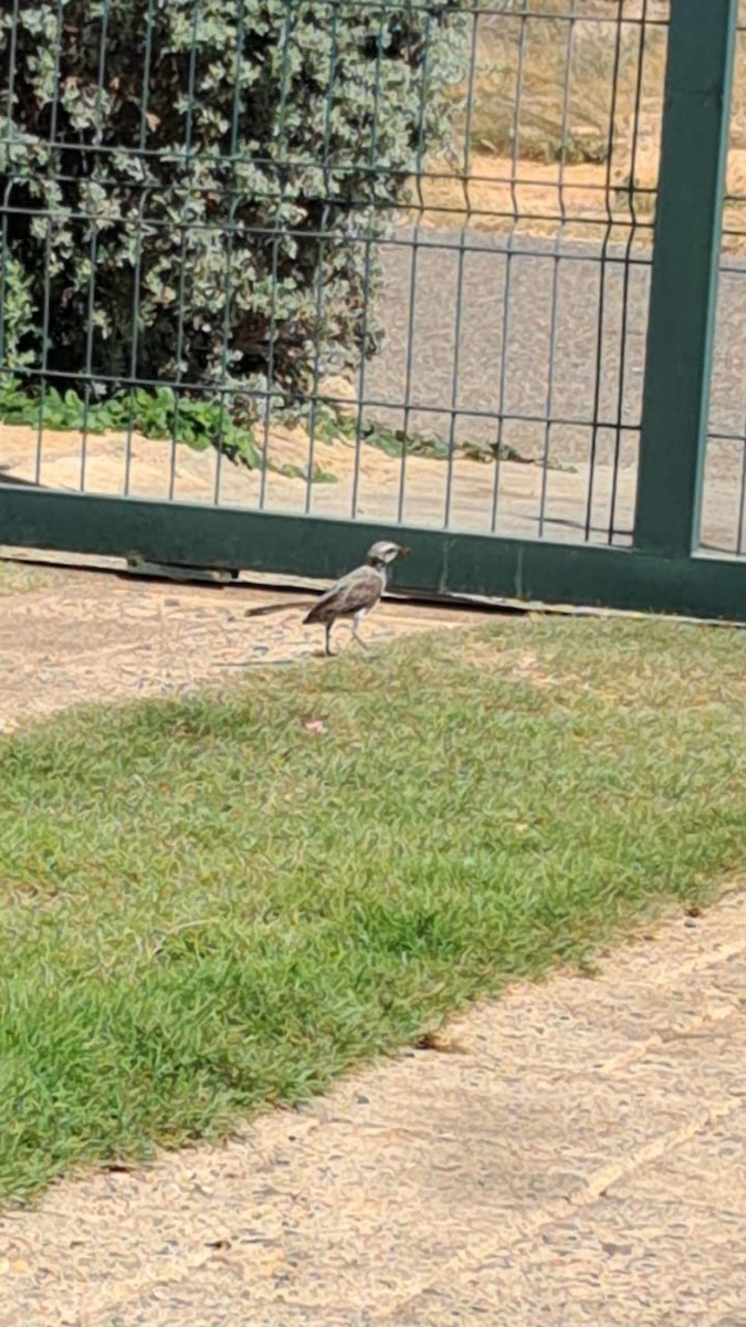 Tropical Mockingbird - ML646294204