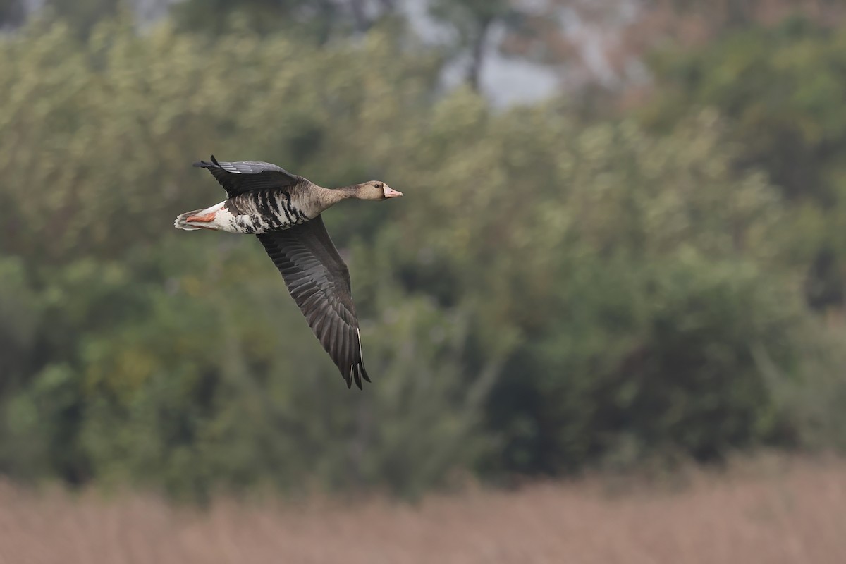 Greater White-fronted Goose - ML646294206