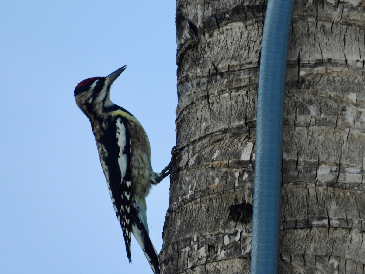 シルスイキツツキ - ML646294207