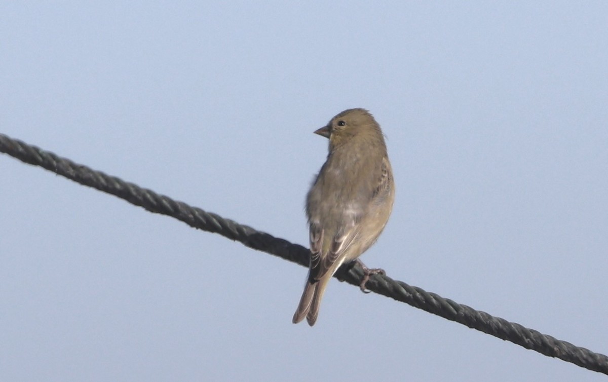 Lesser Goldfinch - ML646294208