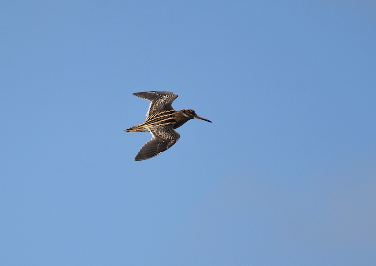 Jack Snipe - ML646294210