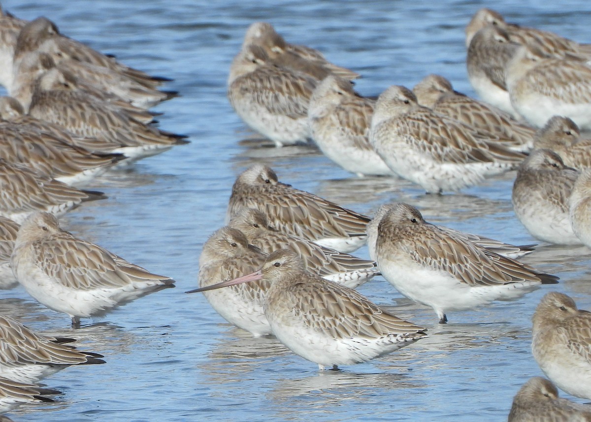 Bar-tailed Godwit - ML646294211