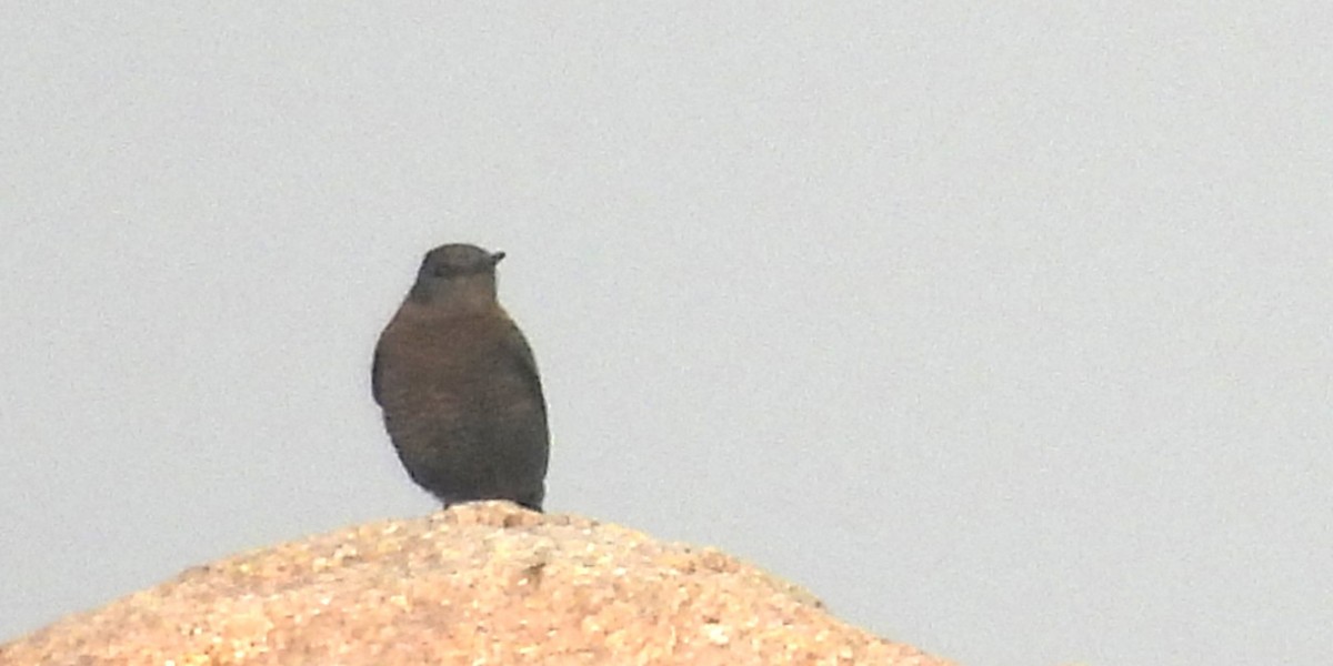 Blue Rock-Thrush - ML646294212
