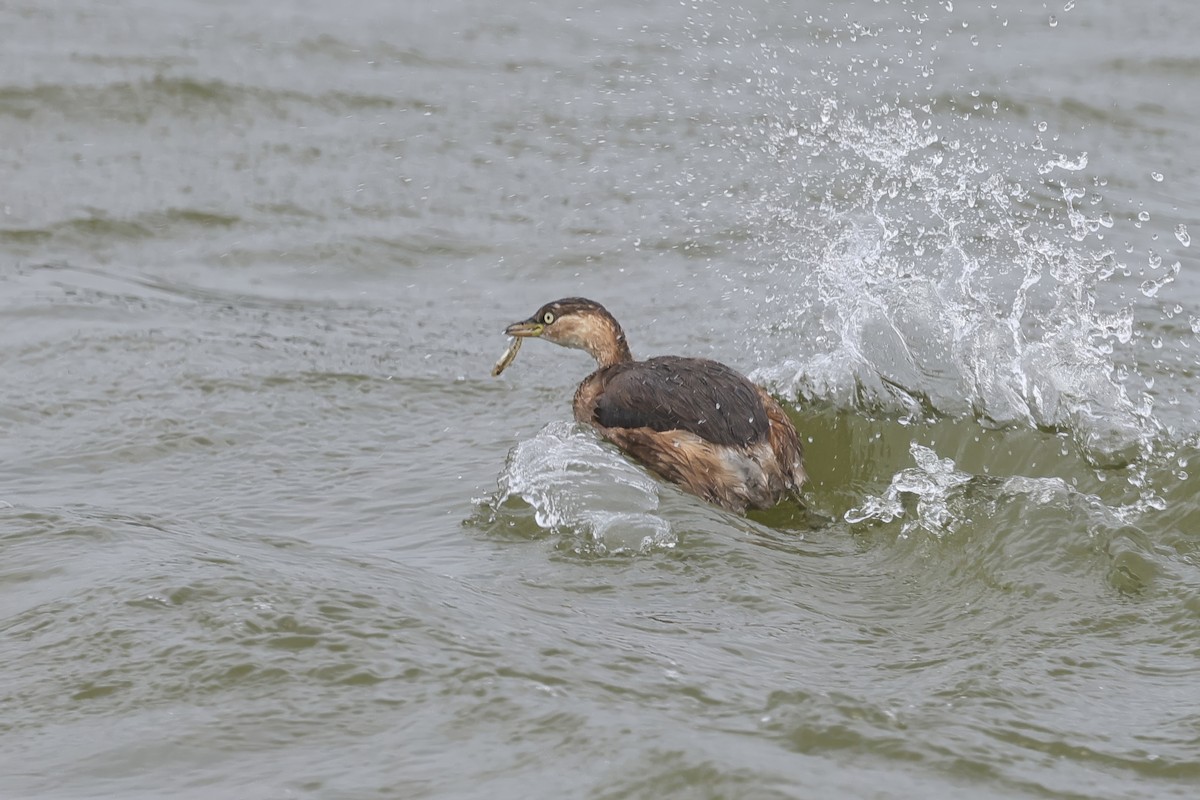 Little Grebe - ML646294213