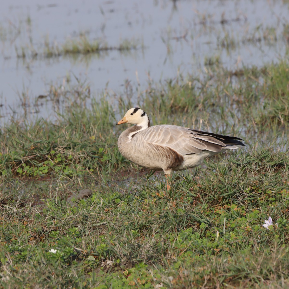 Гуска гірська - ML646294214