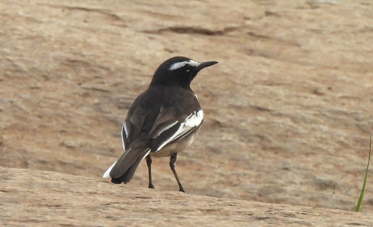 White-browed Wagtail - ML646294220