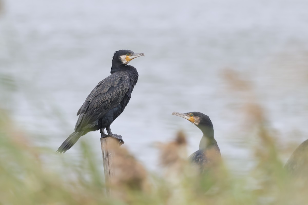 Great Cormorant - ML646294221
