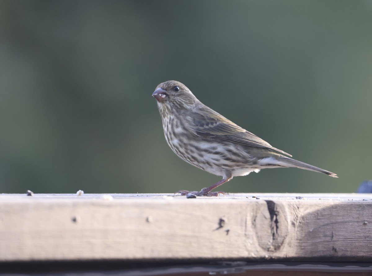 Purple Finch - ML646294222