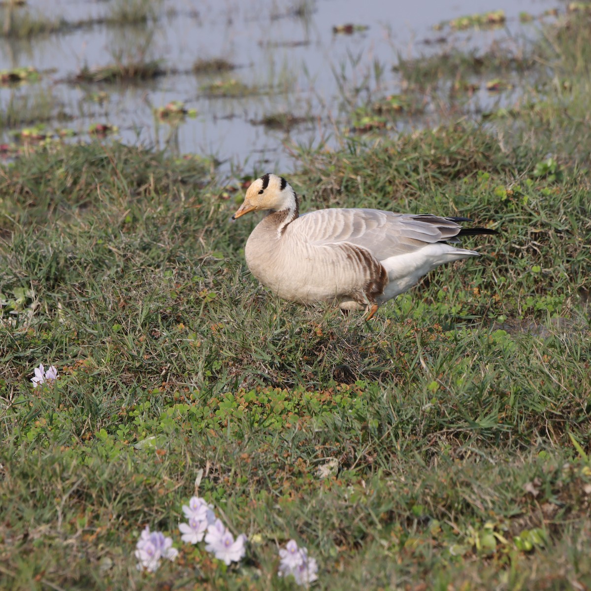 Гуска гірська - ML646294226