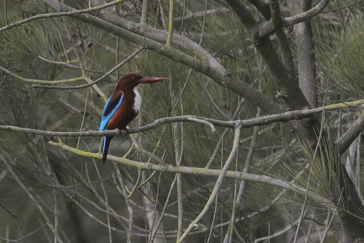 White-throated Kingfisher - ML646294238