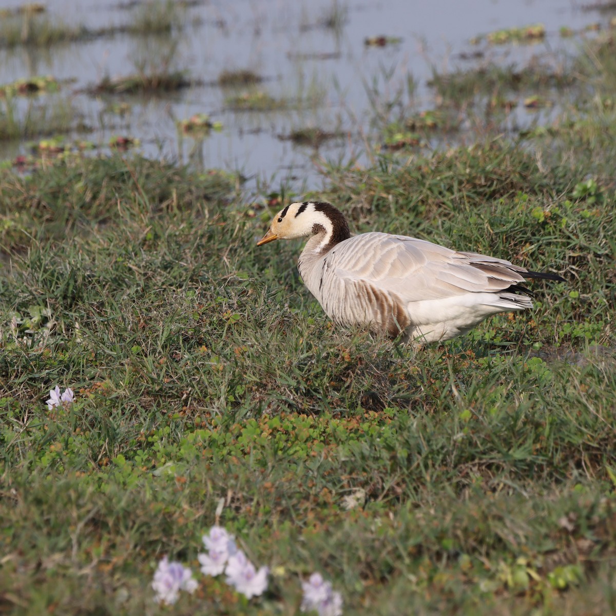 Гуска гірська - ML646294240