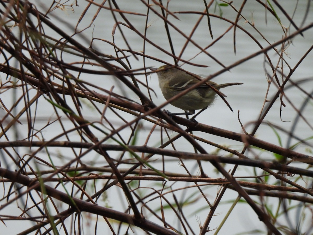 San Andres Vireo - ML646294242