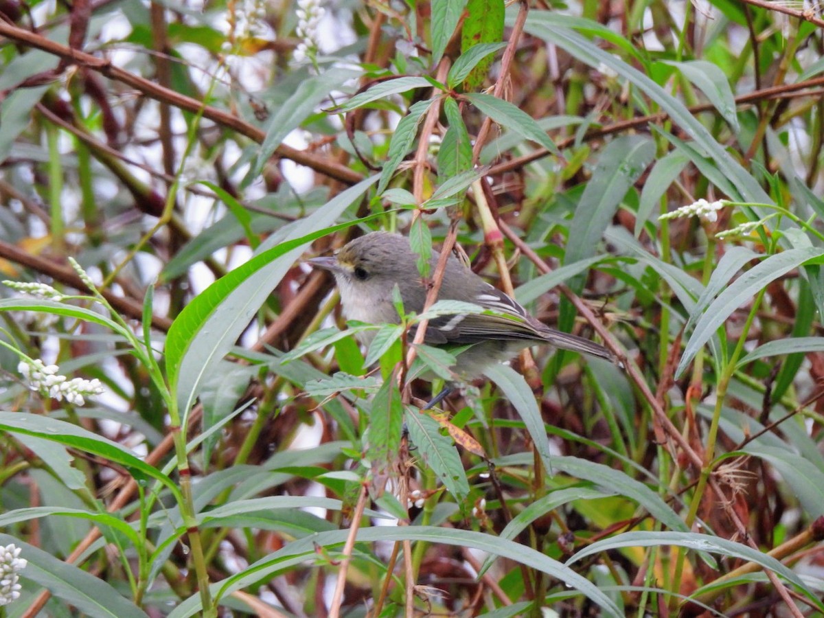 San Andres Vireo - ML646294244