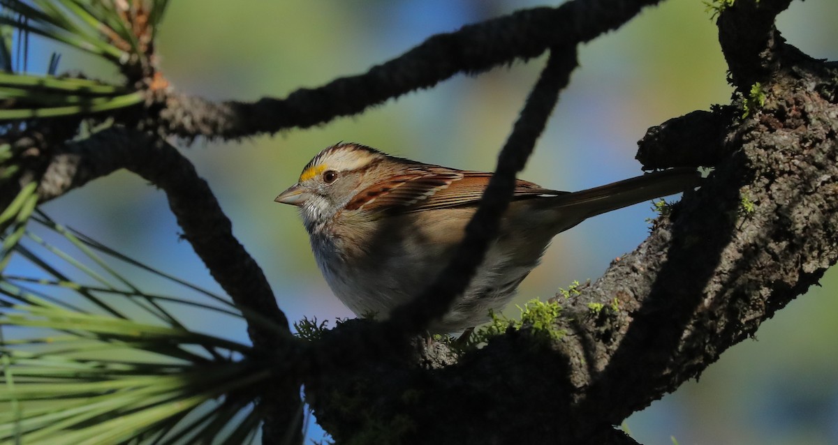 White-throated Sparrow - ML646294246