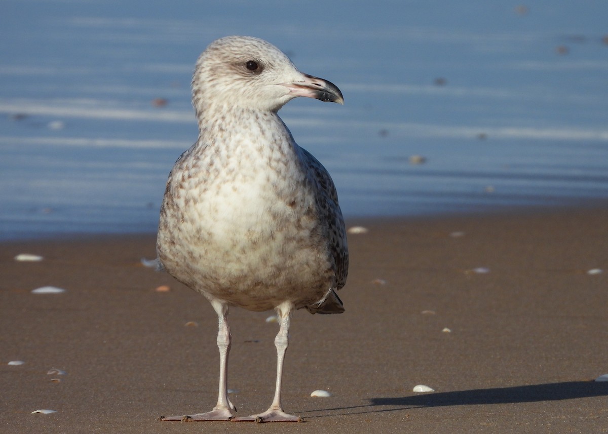 European Herring Gull - ML646294255