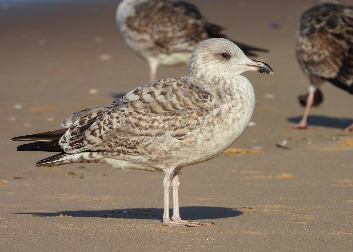 European Herring Gull - ML646294256