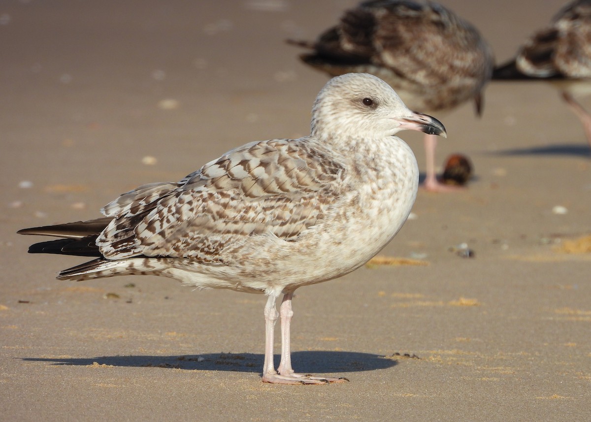 European Herring Gull - ML646294257