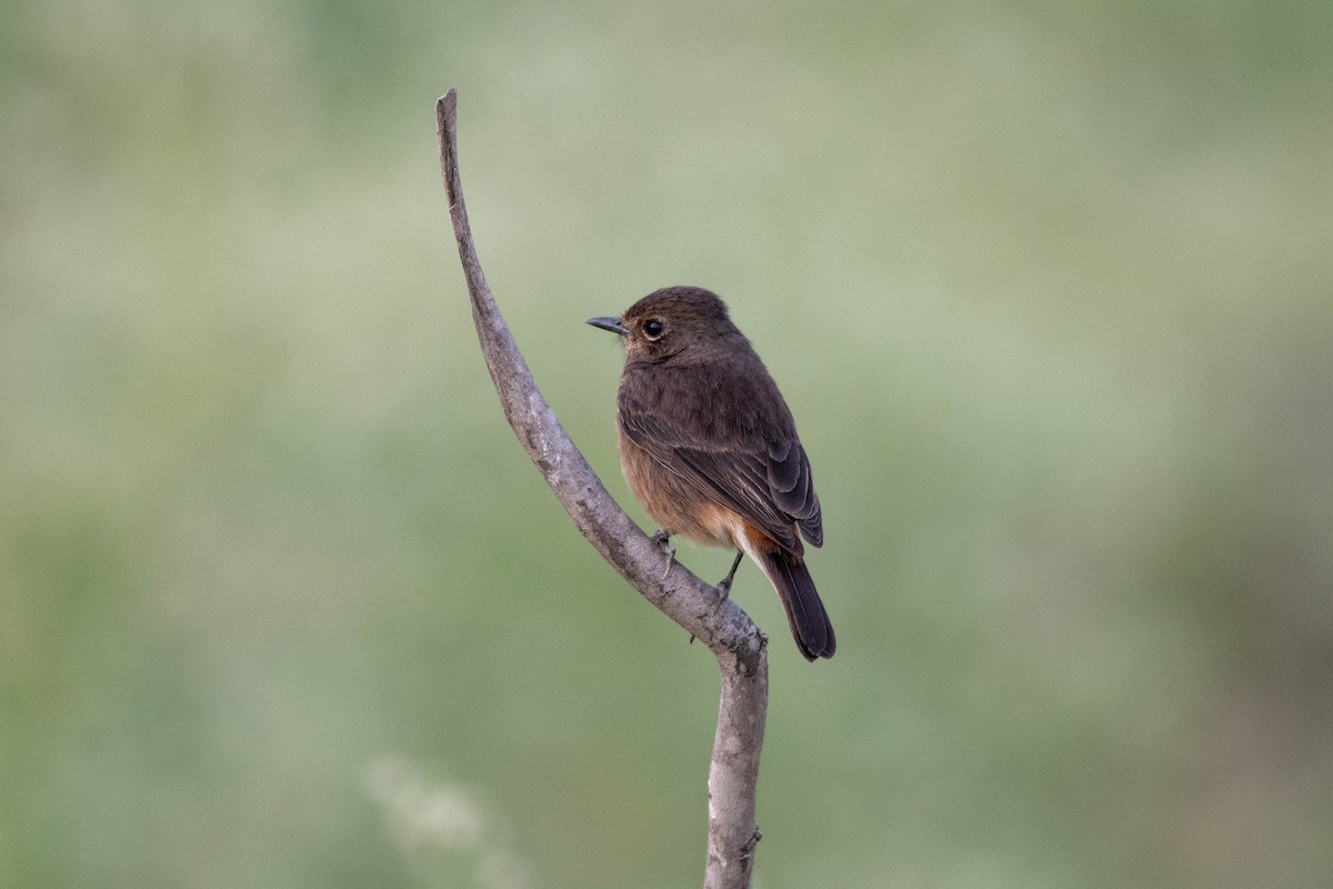 Pied Bushchat - ML646294258