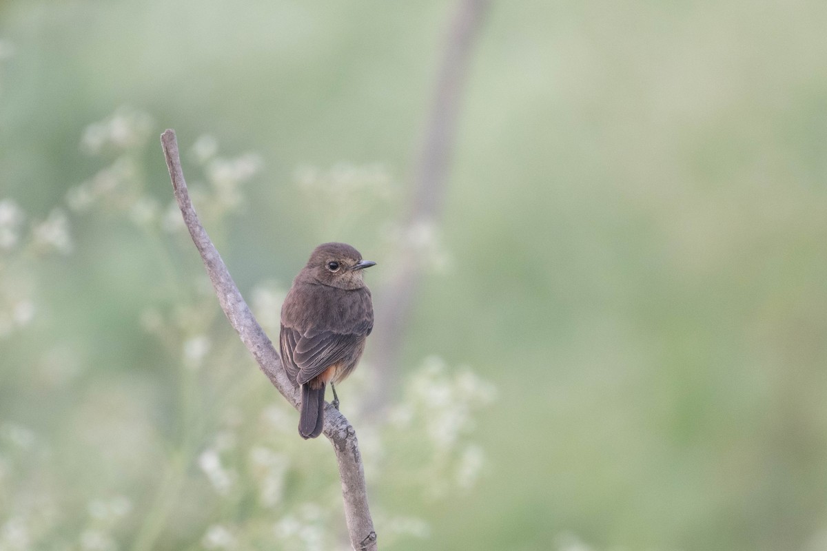 Pied Bushchat - ML646294259