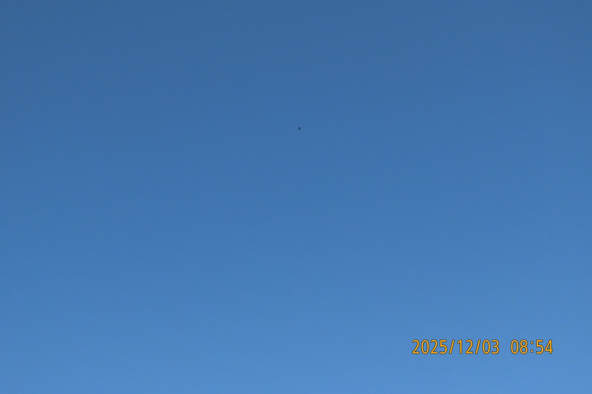 Martinet malais - ML646294260