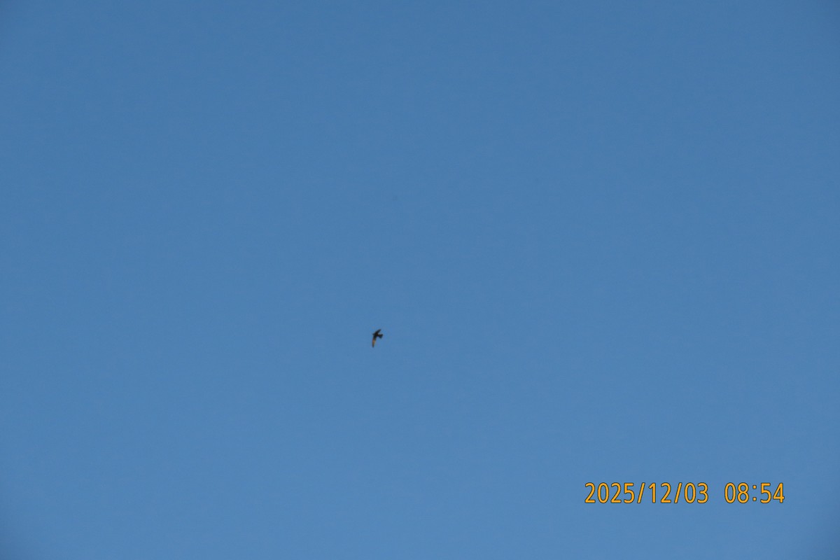 Martinet malais - ML646294261