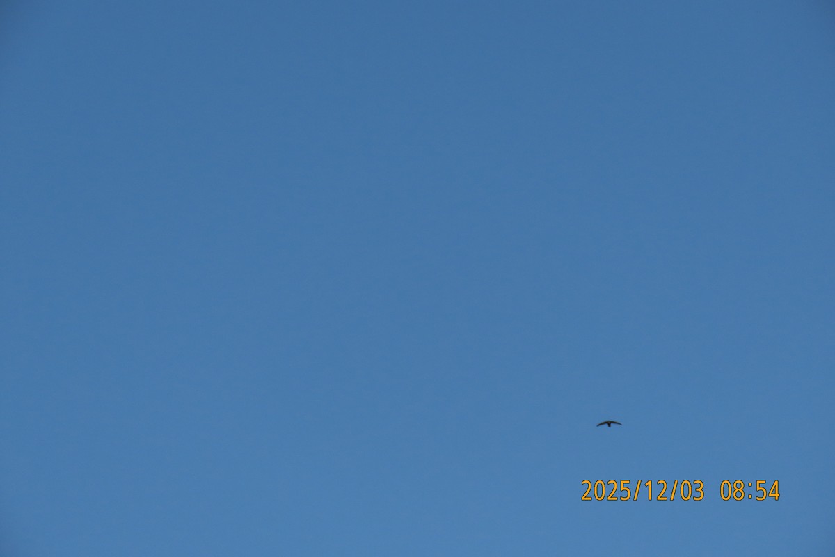 Martinet malais - ML646294262