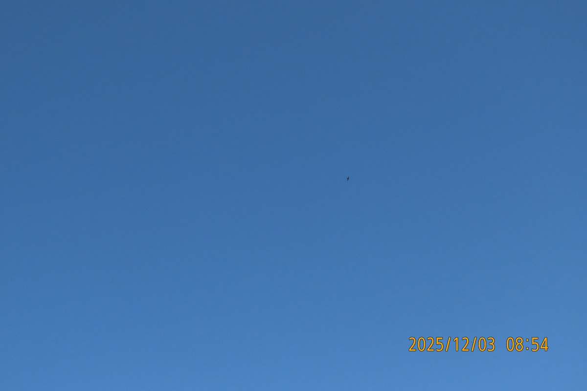 Martinet malais - ML646294263