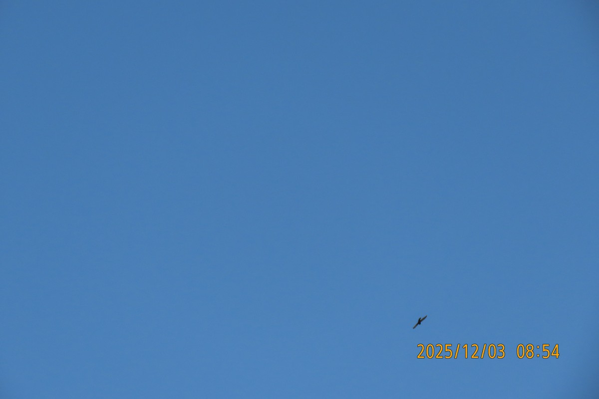 Martinet malais - ML646294264