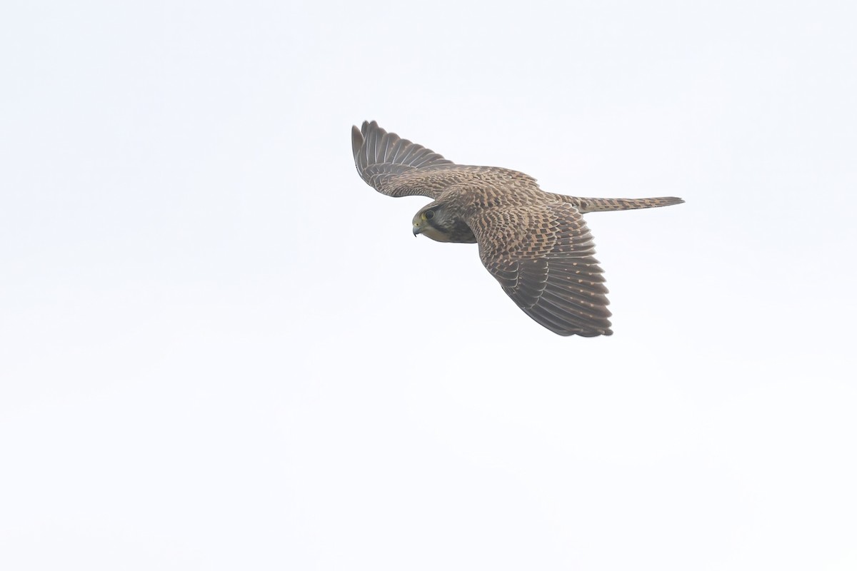 Eurasian Kestrel - ML646294265
