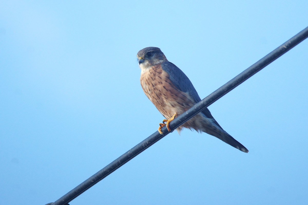 dvergfalk - ML646294267