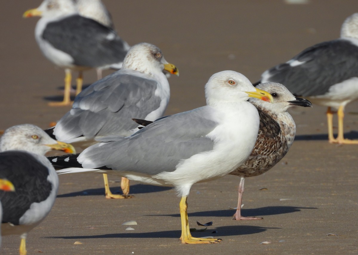 Yellow-legged Gull - ML646294268