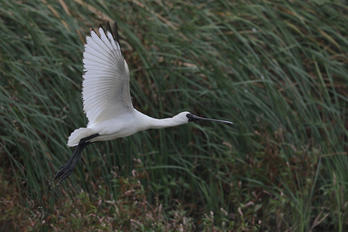 Black-faced Spoonbill - ML646294270