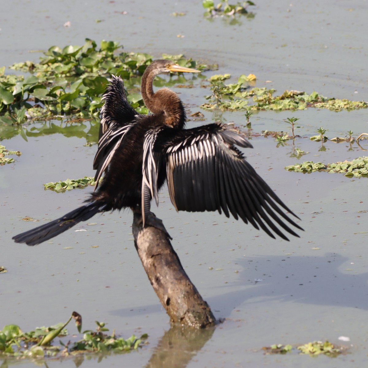 Doğu Yılanboyunu - ML646294277