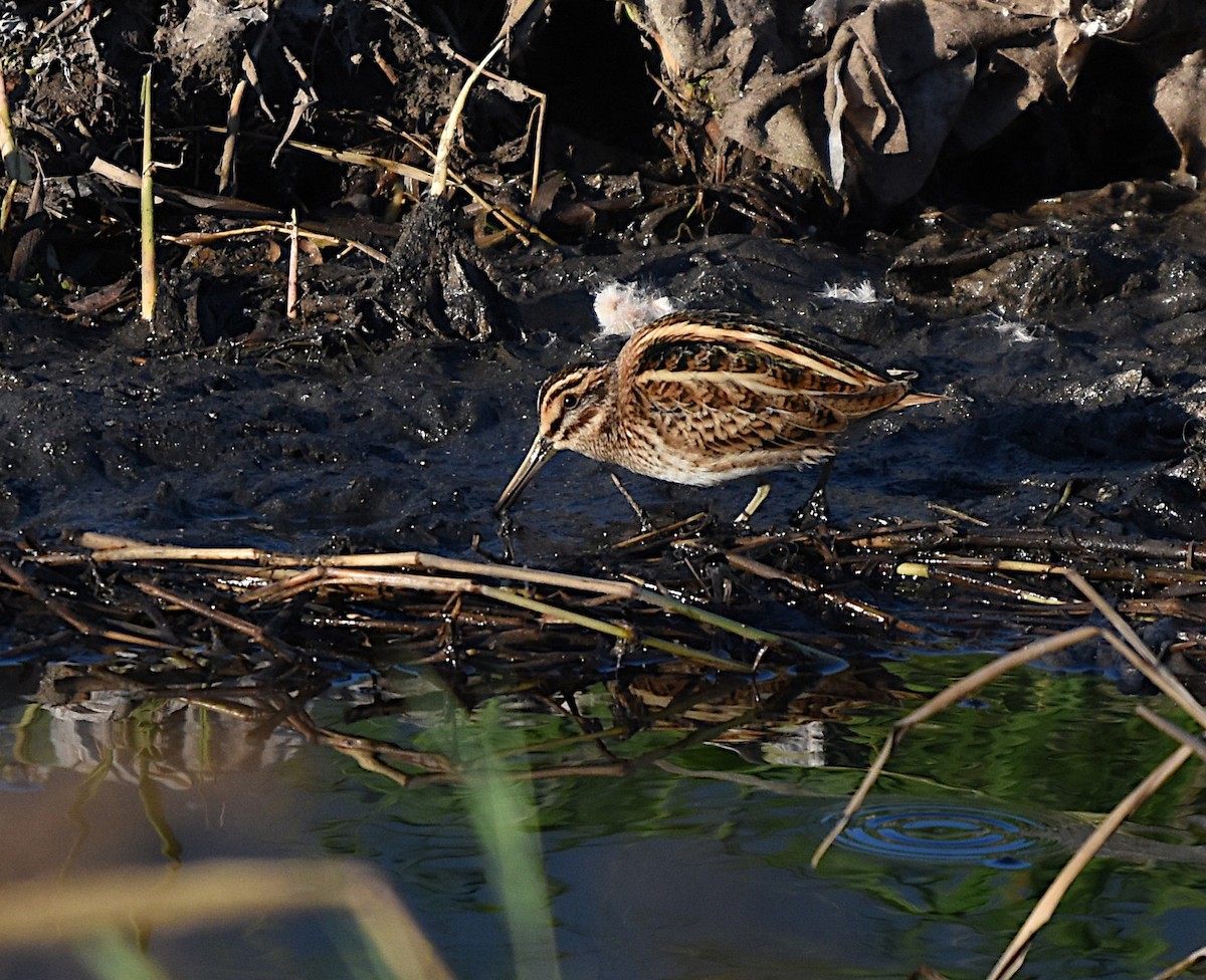 Jack Snipe - ML646294278