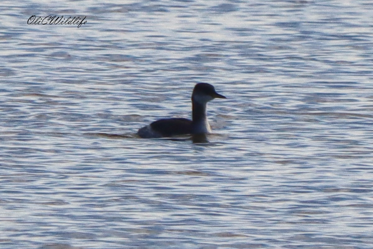 Red-necked Grebe - ML646294280