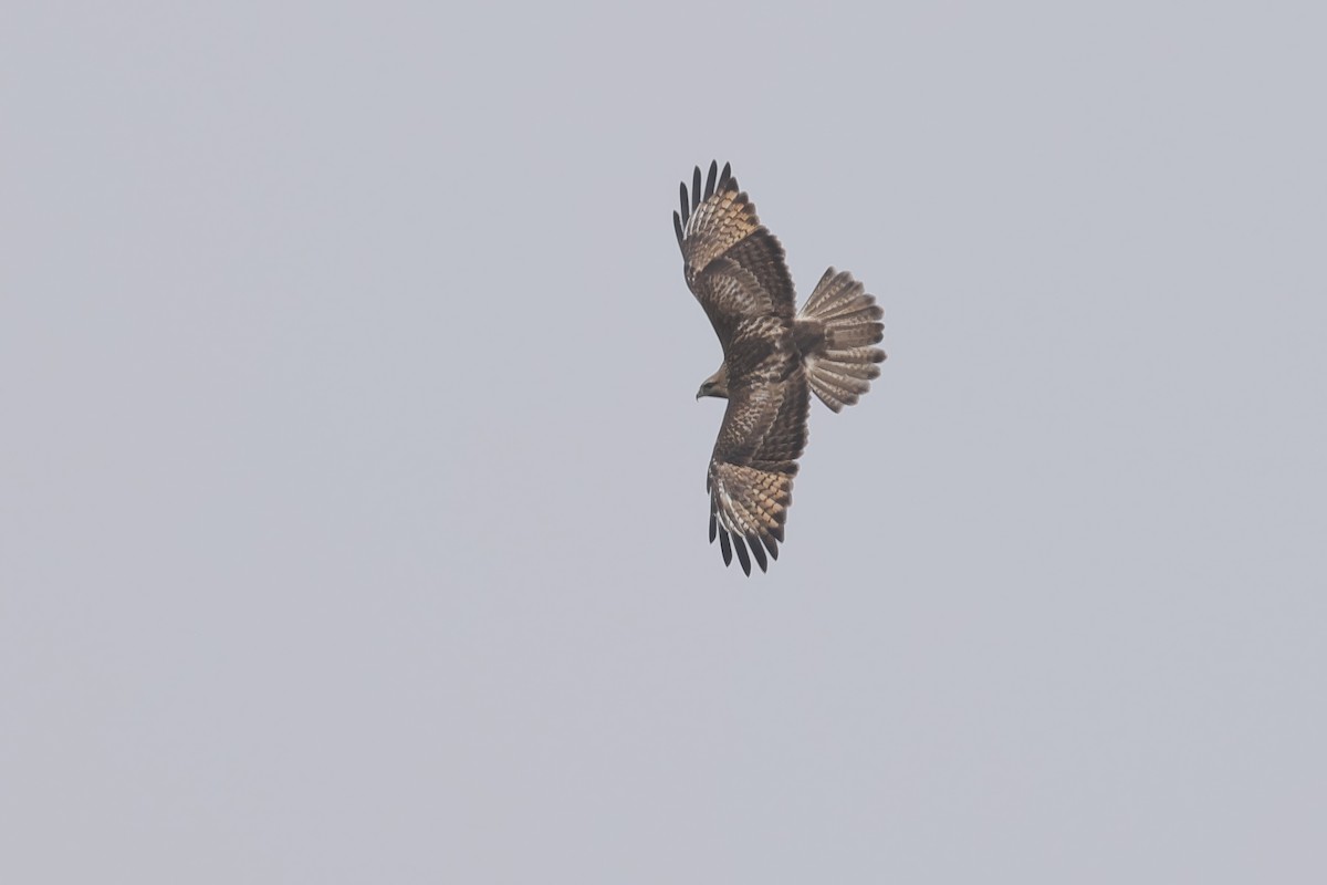 Eastern Buzzard - ML646294283